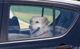 Have pooch, will travel - how to keep your dog safe in the car