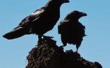 Secret Life of Crows explored in Naas tonight