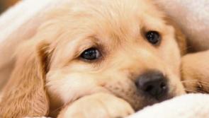 Animal shelter in Kildare are hosting a fun open day today