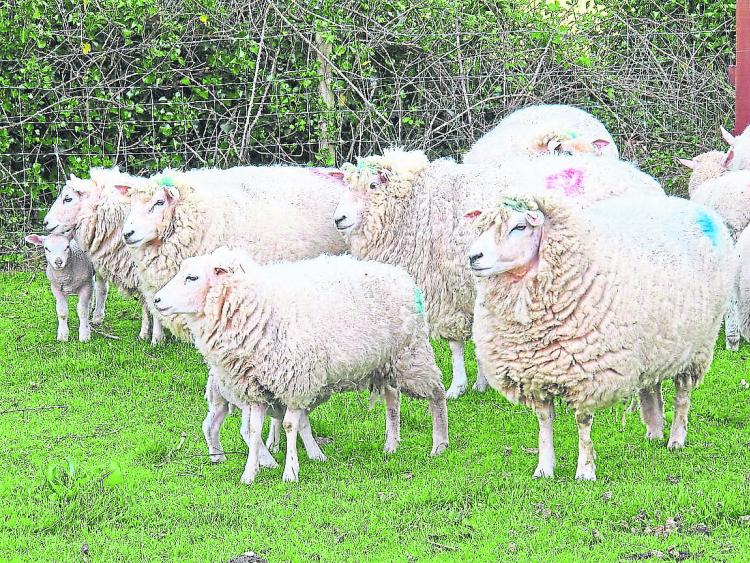 Feeding sheep turning green into pigsty