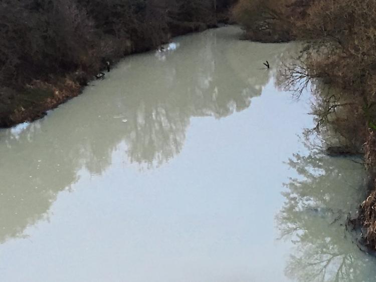 Fish Kill in Liffey near Naas
