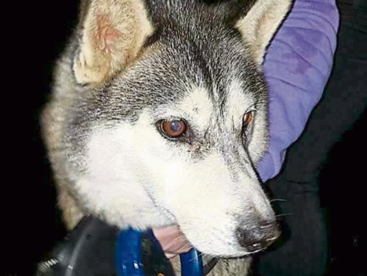 Newbridge-based Huskie rescue centre appeals for help