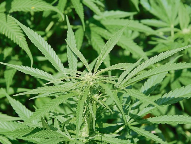 Gardai seize &euro;40k worth of drugs in Athy