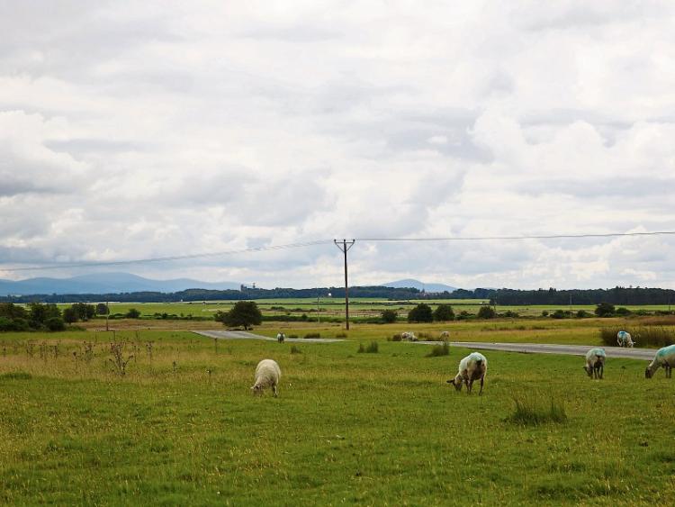 Kildare TD calls on tighter monitoring of the Curragh Plains