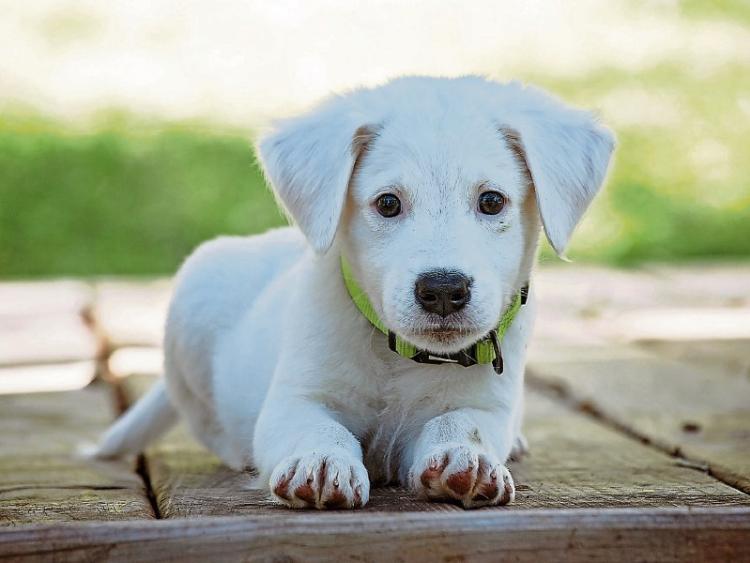 Kildare dog pound to be extended