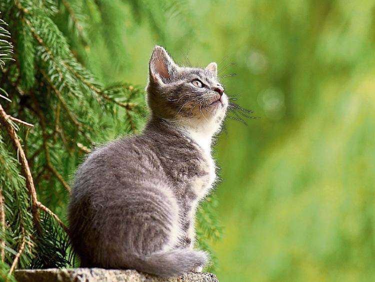 Cheap cat neutering in Newbridge this month