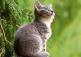 Planning permission granted for new cattery in Naas
