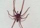 Watch out: giant spiders are on the loose at home at this time of year