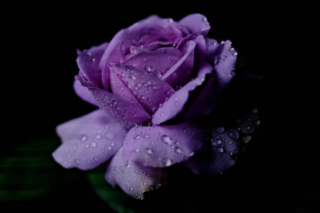 Flower power: Cystic Fibrosis Ireland calls on Kildare people to support 65 Roses Day 2026. FILE PHOTOGRAPH / PIXABAY