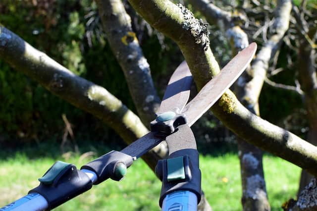 Kildare County Council urged to prune trees along this road. FILE PHOTOGRAPH / PIXABAY