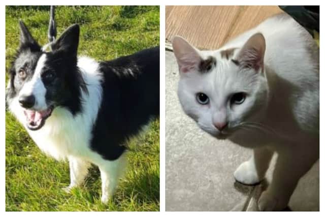 They also revealed: "Sláinte the collie and Pedro the cat will both be available for rehoming in the New Year."