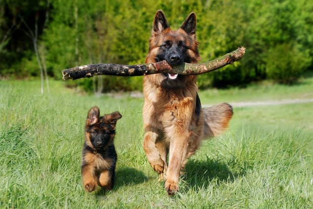 ‘Very much appreciated’: Kildare animal charity's grant funding to increase next year. FILE PHOTOGRAPH / PIXABAY