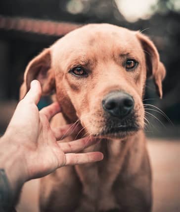 Green space in Kildare ‘would not be big enough for a dog park’. FILE PHOTOGRAPH / PIXABAY
