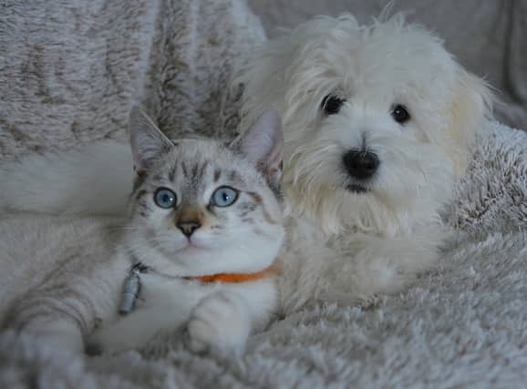 Don't ‘paws’ the tunes! Kildare animal charity to host music event in well-known shopping centre. FILE PHOTOGRAPH / PIXABAY