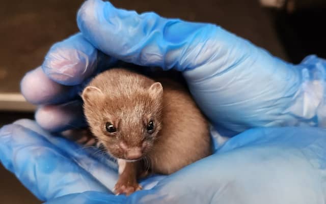 An orphaned Stoat Kit in Kildare Wildlife Rescue's care