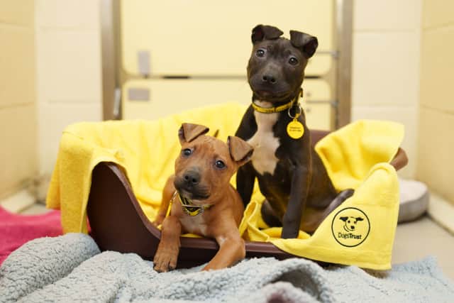 Dogs Trust recently took in and cared for two emaciated Pitbull crossbreed puppies who were found at a bog in Donadea, Co Kildare by a shocked member of the public.