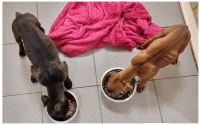 Star and Winnie's first feed after being taken in by Dog's Trust