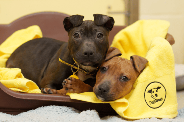 That's according to the Assistant Manager at DTI, Sandra Ruddell, who recalled a recent incident where a member of the public found two emaciated Pitbull crossbreed puppies found at a bog in Donadea, Co Kildare. 