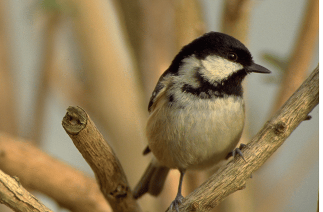 The Coal Tit. Picture: D Camier