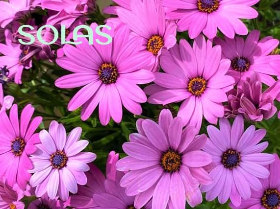 Plant of the week: Osteospermum, the Cape or African daisy. This plant offers long-lasting, colourful blooms from summer to autumn, provided it's kept well-watered in well-drained soil and full sun. Remove wilted flowers to prolong flowering.
