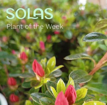 This weekend, our Solas Food Court features Mexican-inspired specials, including Cajun chicken chimichanga with sour cream and guacamole, and a beef and bean burrito. Satisfy your taste buds with these delicious options.