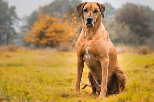 KILDARE: Woman 'dragged across park' by dog on restricted breed list