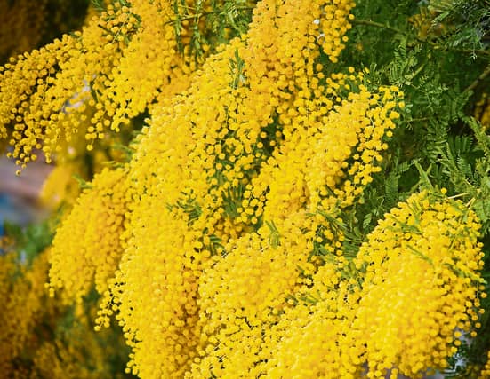 Mimosa