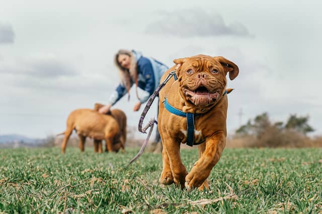 An example of a French Mastiff dog. Image by Jan via Pixabay.