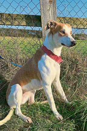 Ivy, the lurcher who will be looking for a new home