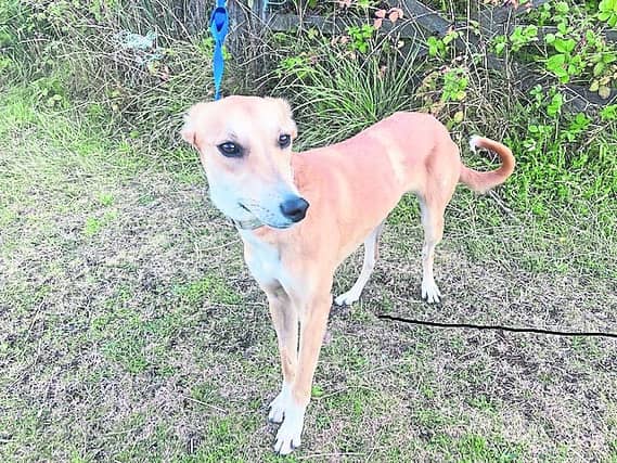 Lena, looking for her forever home