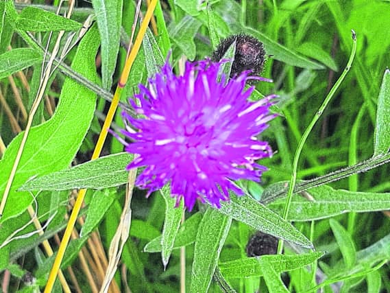 Knapweed
