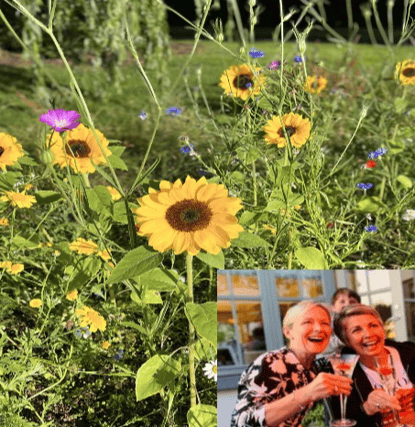 The sunflowers were planted by Vivienne Mahon (INSET, LEFT) for her friend Imelda Corcoran (INSET, RIGHT)