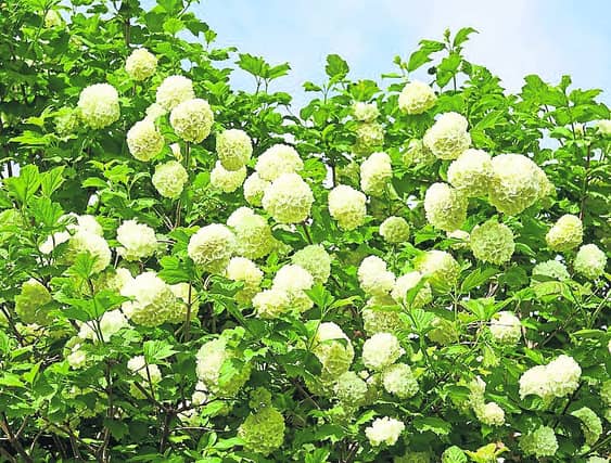 Hydrangea Annabelle