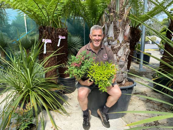 Derek's staff pick here at Caragh Nurseries — Nandina