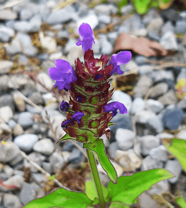 Self-heal. Picture: Nuala Madigan