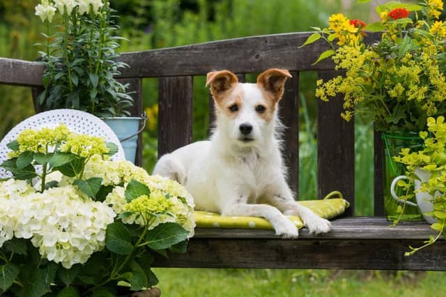 Geraldine and Tony Gahan of Kilcullen will host a Bloomsday Garden Party from 2-5pm today, in aid of the KWWSPCA