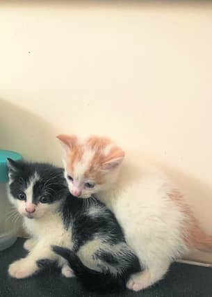 The rescued kittens
