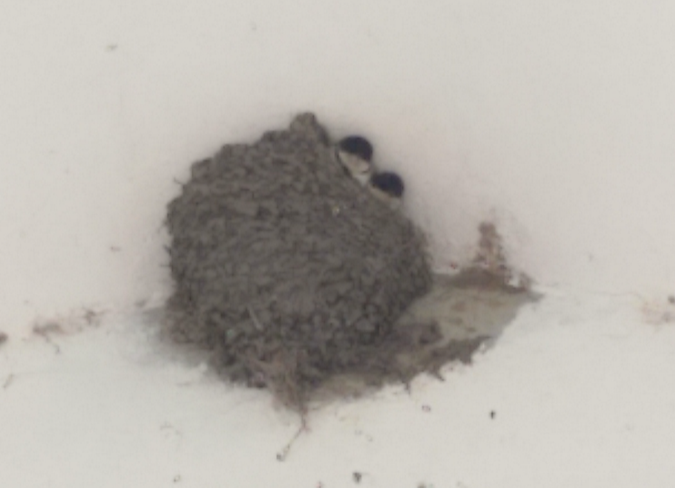 A House Martin nest, photographed at a safe distance so as not to disturb the birds