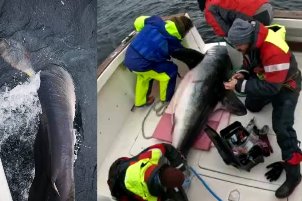 Researchers catch and tag giant shark off Irish coast (Photo credit - Dr Nick Payne)