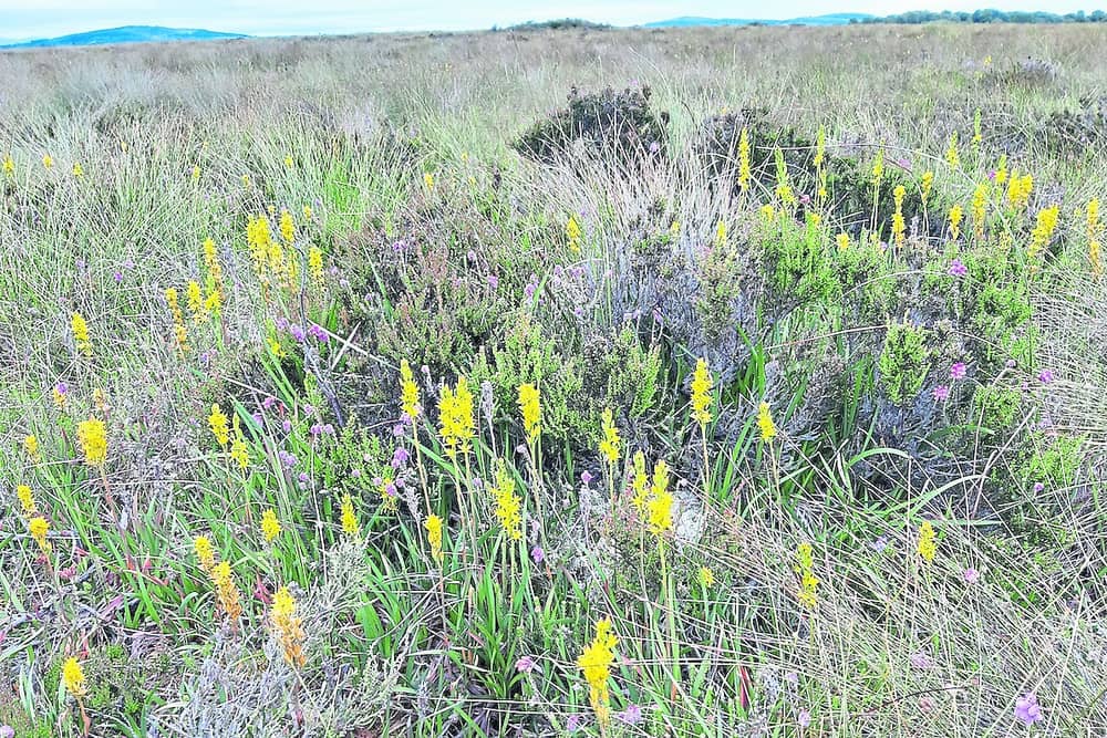 Kildare's Lodge Bog