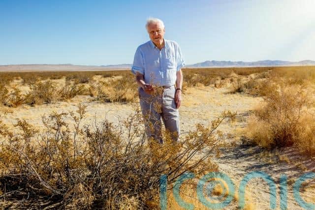 For the latest episode of the BBC’s The Green Planet, the programme’s team scoured the area of the Mojave desert, in California, using Google Earth to search for the exact bush that Sir David visited in 1982 for his series Living Planet.
