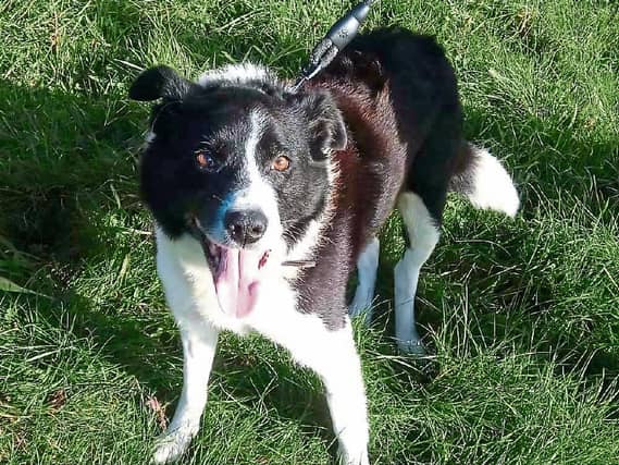 Jack needs a home