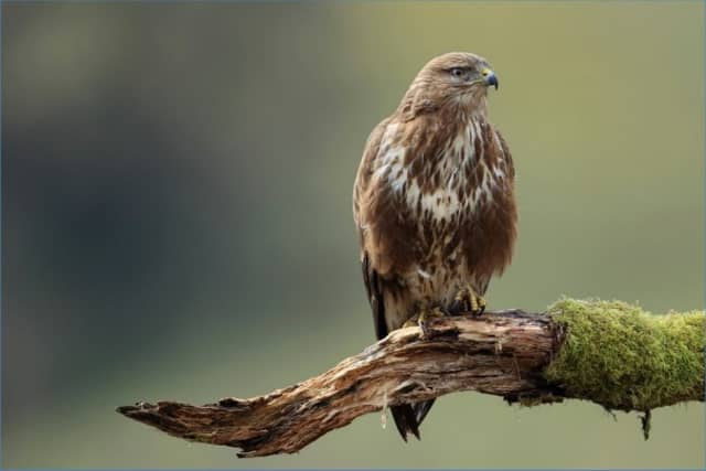 Three common buzzards were injured or killed in county Kilkenny between 2007 and 2019 Picture: NPWS report