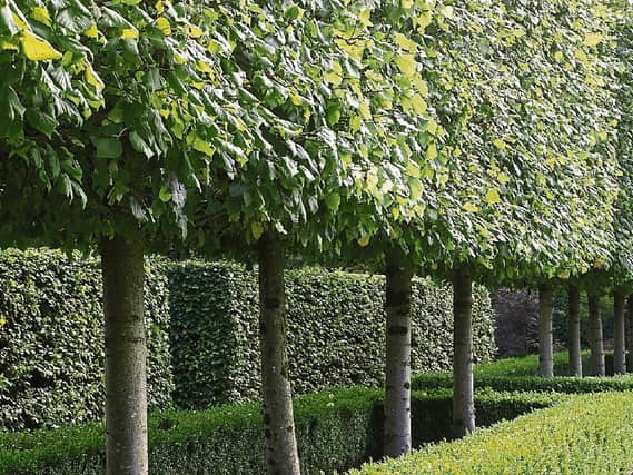 Create 'Green Screens' for your garden