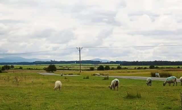 Pictured above is a section of The Curragh Plains in County Kildare