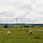 Pictured above is a section of The Curragh Plains in County Kildare