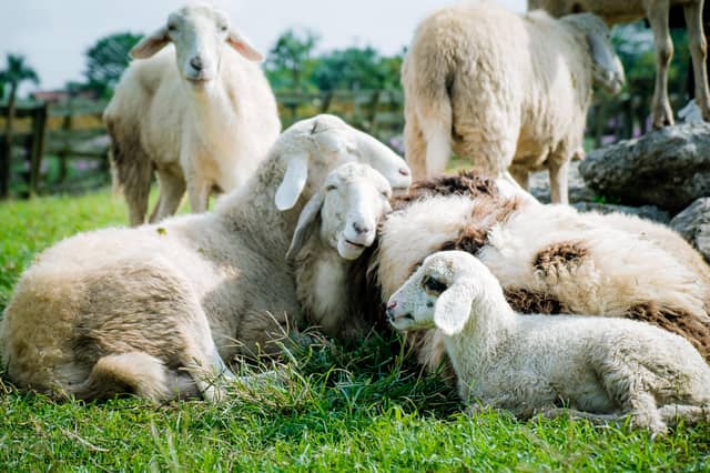 Brand-new initiative aims to promote farm safety awareness among Kildare youth