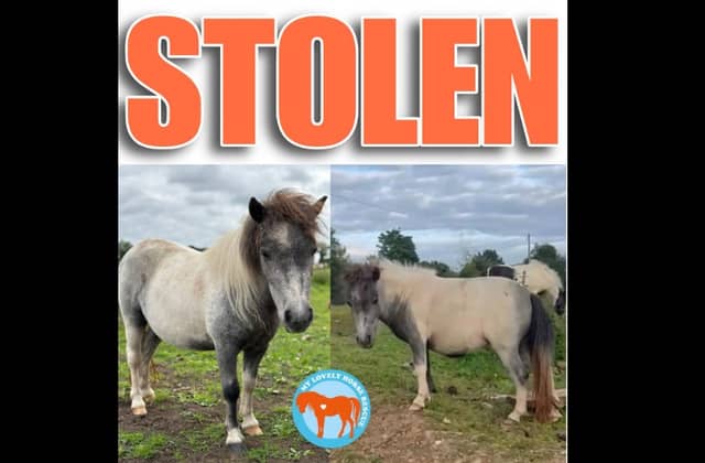 €1K reward on offer for information relating to whereabouts of stolen Kildare pony
