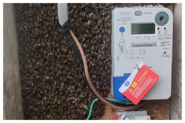 The bees in the electricity meter box