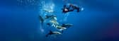 Award-winning underwater filmmaker to bring new show to Kildare entertainment venue